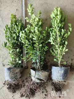 高度30厘米小叶黄杨