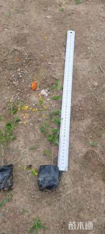 高度30厘米马缨丹