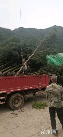 高度500厘米白皮松