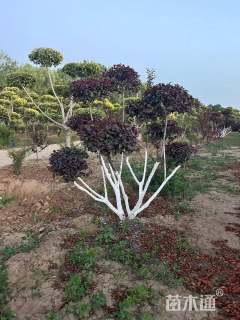 8公分造型红叶李