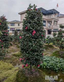 高度200厘米茶梅