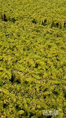 高度20厘米过路黄