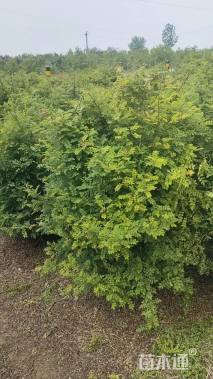 高度100厘米黄刺玫