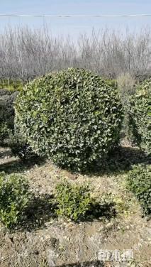 冠幅180厘米大叶黄杨球