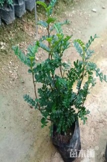 高度30厘米清香木小苗