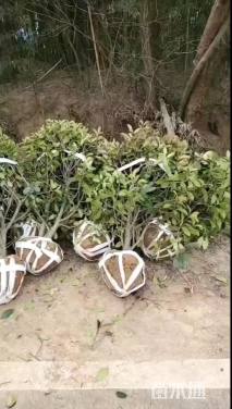 冠幅80厘米红叶石楠球