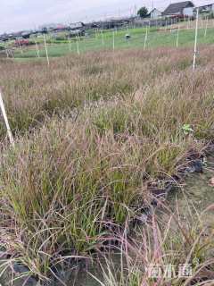 高度25厘米火焰狼尾草