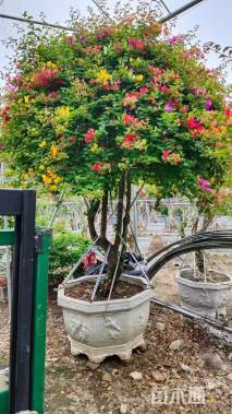 高度200厘米五雀三角梅