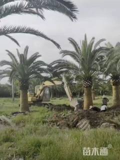 高度240厘米加拿利枣椰