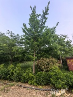 10公分银杏
