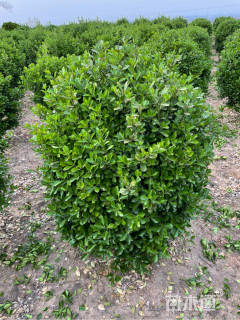 冠幅100厘米大叶黄杨球