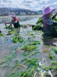 海菜花   基地大量供应  水生植物各品种有量