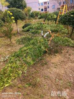 移栽苗造型罗汉松