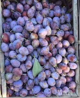 高度150厘米西梅