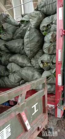 高度100厘米香蒲