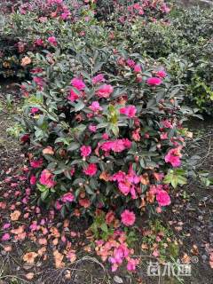 冠幅150厘米茶梅球