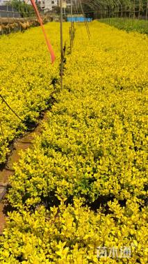 高度30厘米金叶女贞