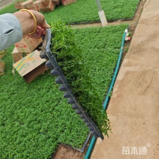 高度6厘米五色苋