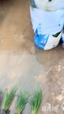 高度70厘米金红羽狼尾草