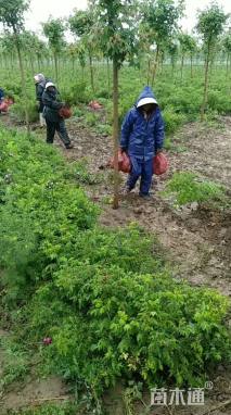 高度50厘米四季玫瑰