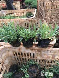 高度15厘米地被石竹