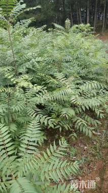 高度100厘米香椿小苗