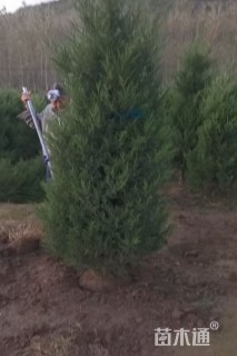 高度100厘米塔柏