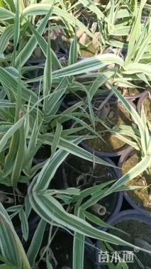 高度15厘米花叶芦竹