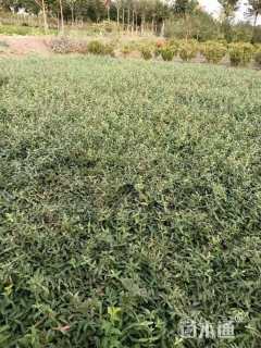 80厘米小叶扶芳藤