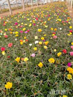 高度15厘米半枝莲