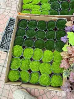 高度10厘米绿珊瑚