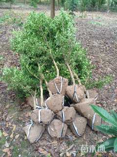 高度150厘米小叶黄杨