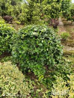 冠幅100厘米四季桂球