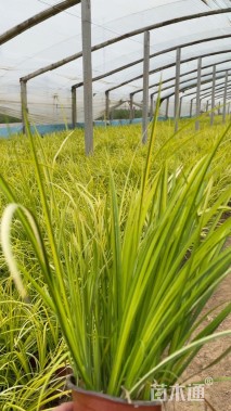 高度30厘米金叶石菖蒲