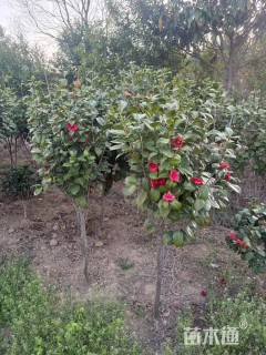 高度80厘米茶花