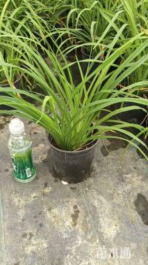 高度35厘米常绿萱草