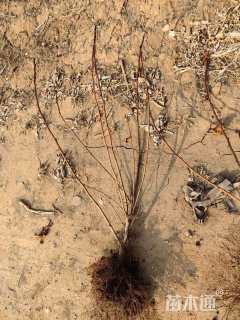 高度40厘米紫叶风箱果