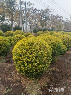 高度120厘米金冠女贞