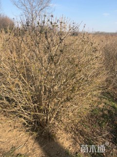 高度150厘米金银木球