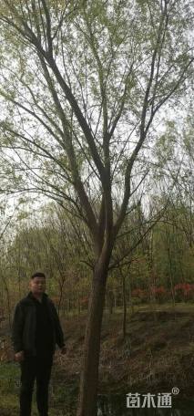 20公分青皮垂柳