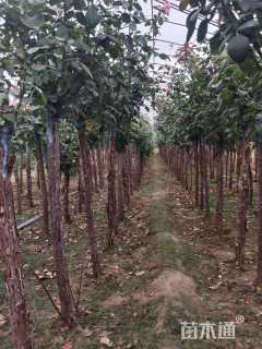 3.1公分独杆月季