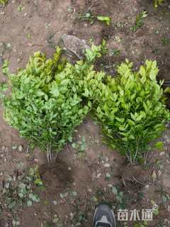 高度45厘米金叶女贞小苗