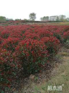 冠幅100厘米红叶石楠球