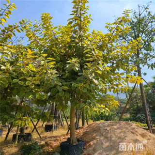 高度300厘米富贵榕