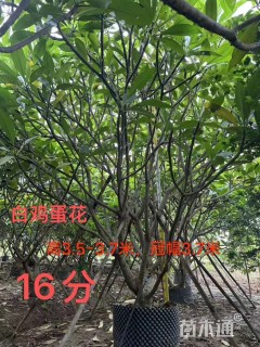 12公分鸡蛋花