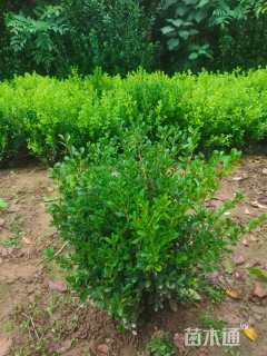 冠幅50厘米瓜子黄杨球