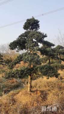 15公分造型黑松