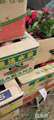 高度15厘米长春花