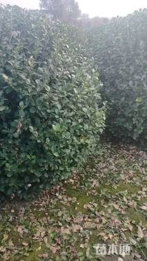 冠幅1.2厘米卫矛球