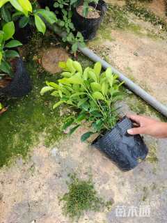 高度35厘米黄金榕